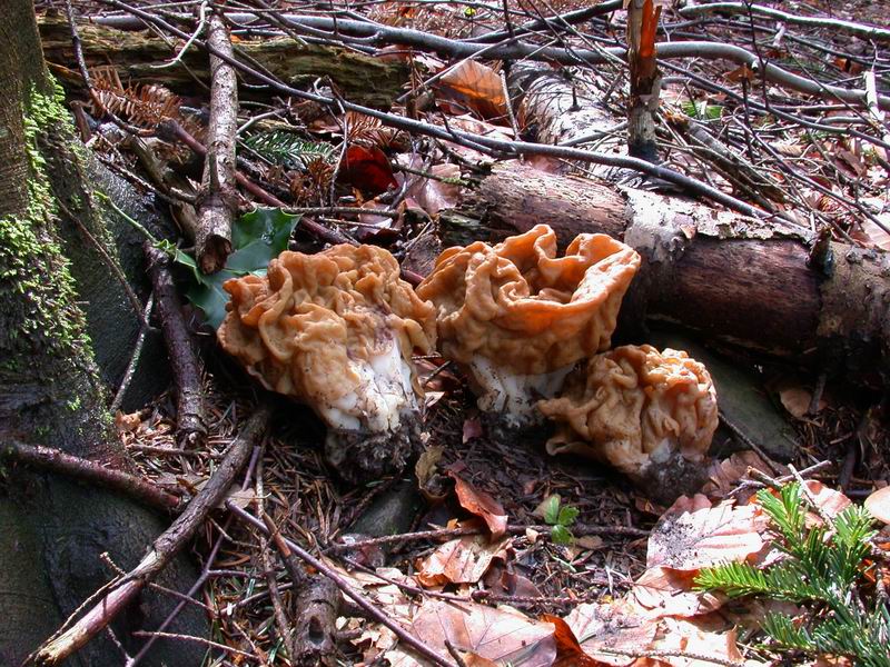 Gyromitra gigas . Immagini macro e micro .